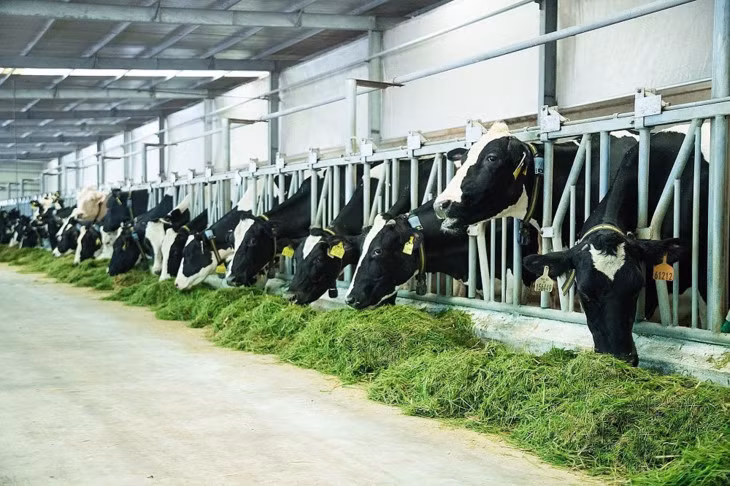 Vinamilk: fer de lance de l’industrie laitière vietnamienne ảnh 2