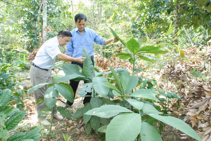 Comment les Dao de Hoành Bô protègent-ils leurs plantes médicinales? ảnh 1