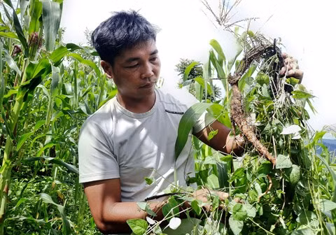 Sortir de la pauvreté grâce au "ginseng des pauvres" ảnh 1