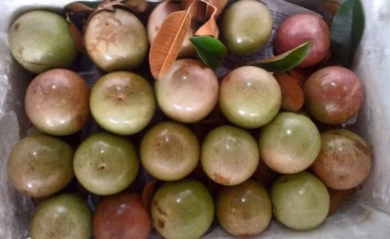 La pomme étoilée fraîche du Vietnam s’exporte aux États-Unis ảnh 1
