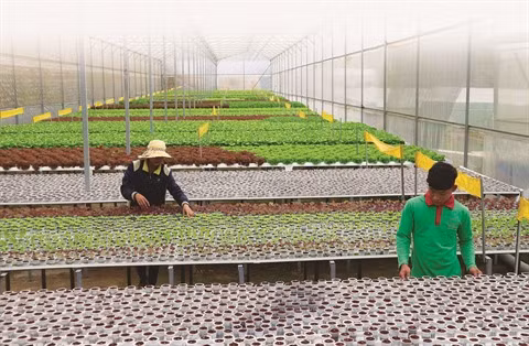 L’agriculture high-tech, clé de la restructuration économique ảnh 1