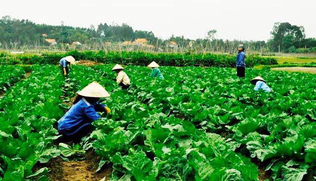 Les produits du terroir favorisent le développement économique local ảnh 1 Les produits du terroir favorisent le développement économique local ảnh 1
