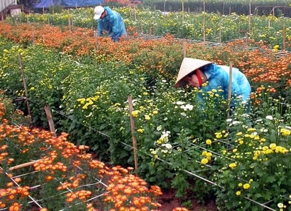 Hanoi mène la danse dans le développement rural ảnh 1