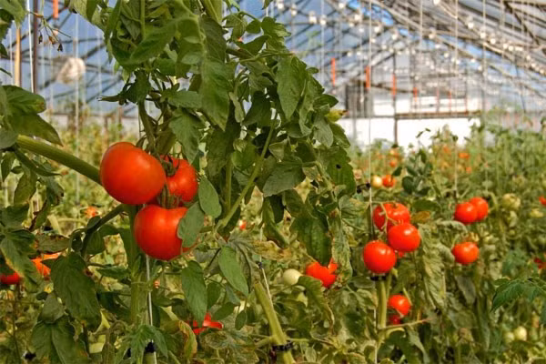 Utiliser les technologies pour créer la valeur ajoutée agricole ảnh 1