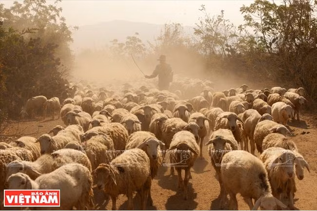 Comment Ninh Thuân développe sa propre résilience agricole ảnh 2
