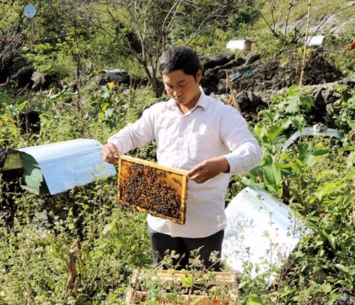 Hà Giang mise sur le maraîchage bio et l’apiculture ảnh 1