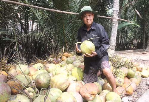 Exportations en hausse de 15,3% au 1er semestre à Ben Tre ảnh 1 Exportations en hausse de 15,3% au 1er semestre à Ben Tre ảnh 1