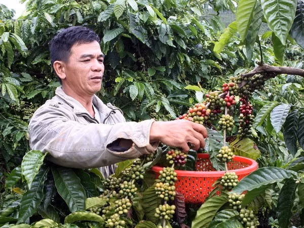 Le Vietnam cherche à élever la valeur ajoutée du café ảnh 1 Le Vietnam cherche à élever la valeur ajoutée du café ảnh 1