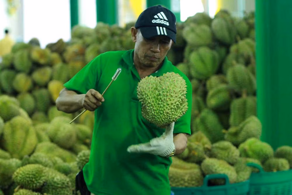 La Thaïlande, championne des exportations de durians ảnh 1