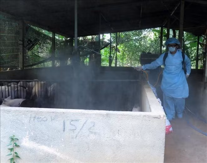 Des foyers épidémiques de peste porcine africaine découvertes à Hung Yen et Thai Binh ảnh 1 Des foyers épidémiques de peste porcine africaine découvertes à Hung Yen et Thai Binh ảnh 1