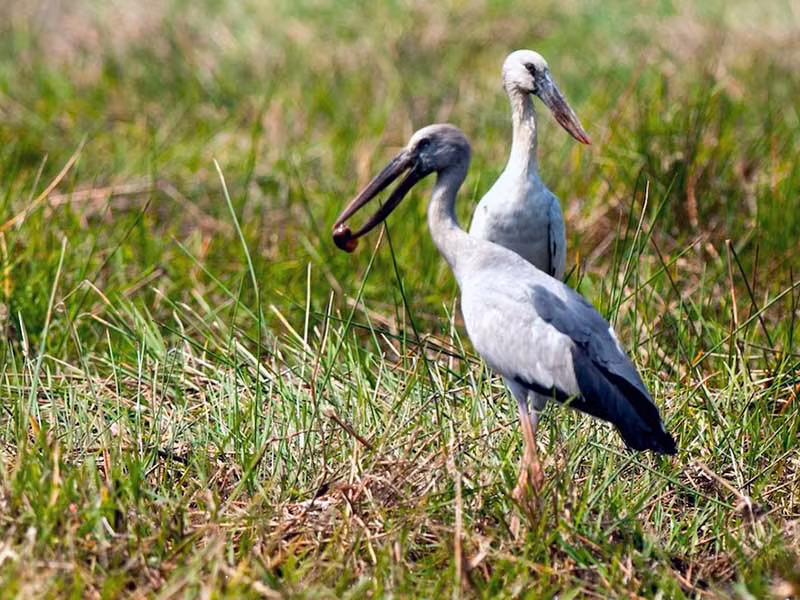 Des bec-ouvert indiens affluent au jardin d'oiseaux de Bac Lieu ảnh 1 Des bec-ouvert indiens affluent au jardin d'oiseaux de Bac Lieu ảnh 1