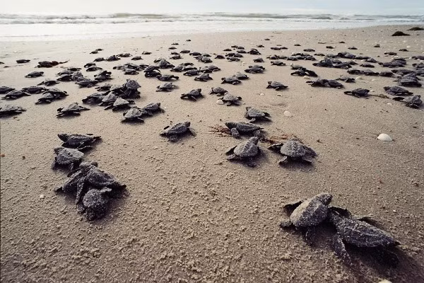 Con Dao – un endroit sûr pour les tortues marines ảnh 1