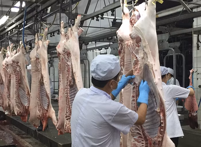Dynamiser les exportations nationales de viande porcine ảnh 1