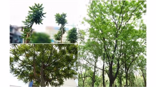 Hanoï: plantation d’arbre à l’occasion de la Fête nationale finlandaise ảnh 1