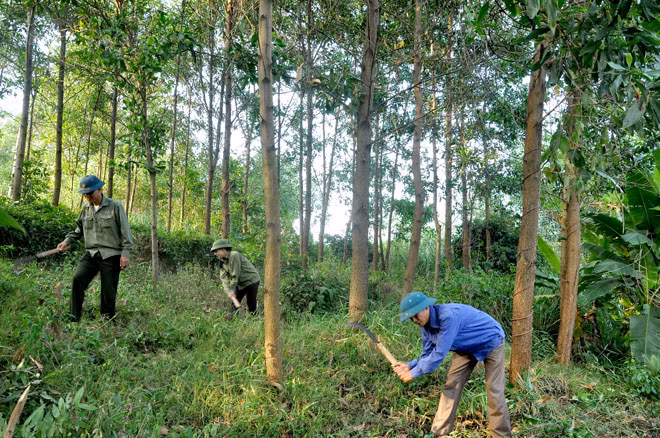 Le pays plante 130.858 ha de forêt de production ảnh 1