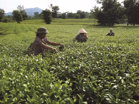 Phu Tho s’attèle à la réduction durable de la pauvreté ảnh 1