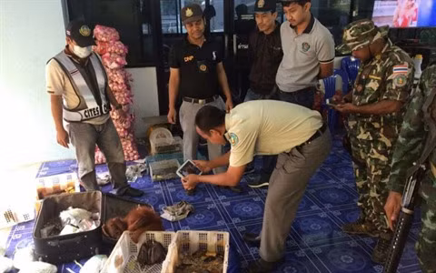 Thaïlande : bébés orangs-outans et tortues sauvés de la contrebande ảnh 1