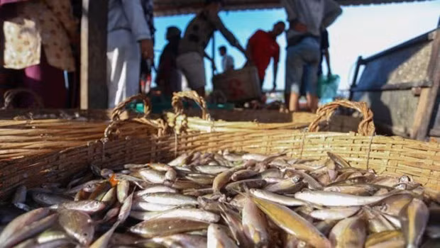 Les exportations de produits aquatiques du Cambodge reculent de plus de 84% ảnh 1