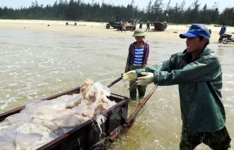 Des pêcheurs du Centre soutenus suite à l'hécatombe de poissons ảnh 1 Des pêcheurs du Centre soutenus suite à l'hécatombe de poissons ảnh 1