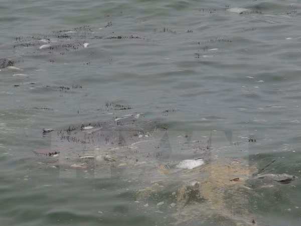 Hécatombe de poissons : poursuite du soutien des pêcheurs ảnh 2