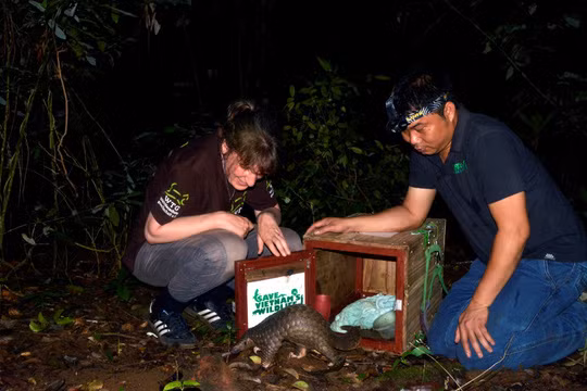 53 pangolins relâchés dans la nature ảnh 1