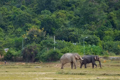L’éléphanteau le plus attendu du Tây Nguyên ảnh 1