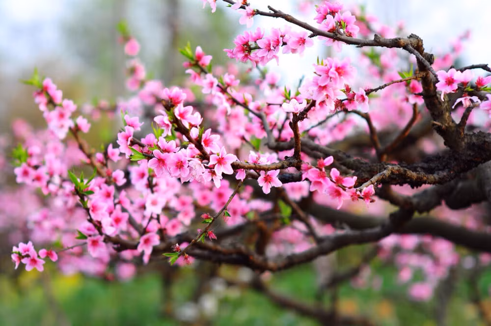 Passe le printemps ảnh 1