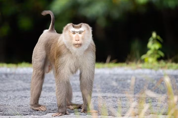 Trois macaques à queue de cochon relâchés dans la nature ảnh 2 Trois macaques à queue de cochon relâchés dans la nature ảnh 2