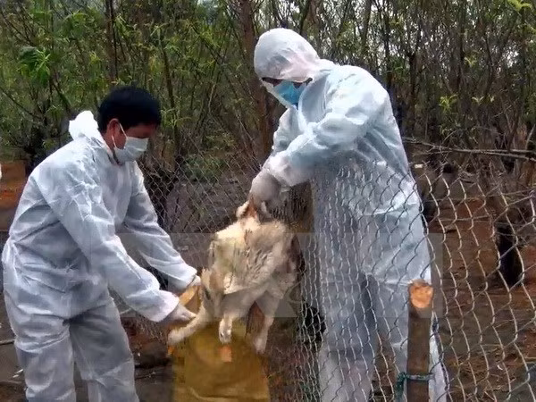 Le Vietnam disposé à endiguer le virus A(H7N9) ảnh 1 Le Vietnam disposé à endiguer le virus A(H7N9) ảnh 1