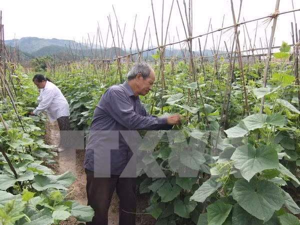 Développer durablement l’agriculture dans le processus d’intégration à l’ASEAN ảnh 1