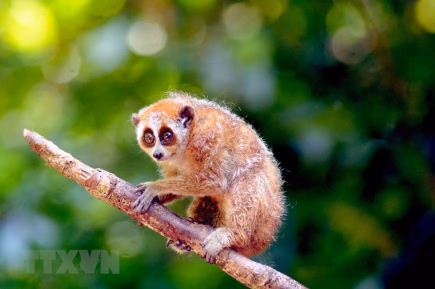 Conservation de la faune : menaces et efforts de rétablissement ảnh 1