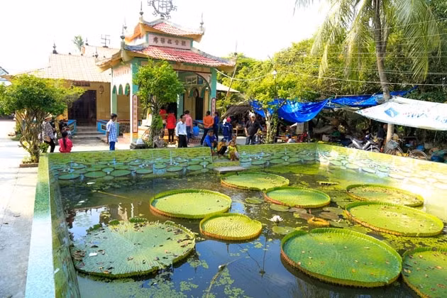 La pagode abritant une sorte de lotus géant dans le delta du Mékong ảnh 1 La pagode abritant une sorte de lotus géant dans le delta du Mékong ảnh 1