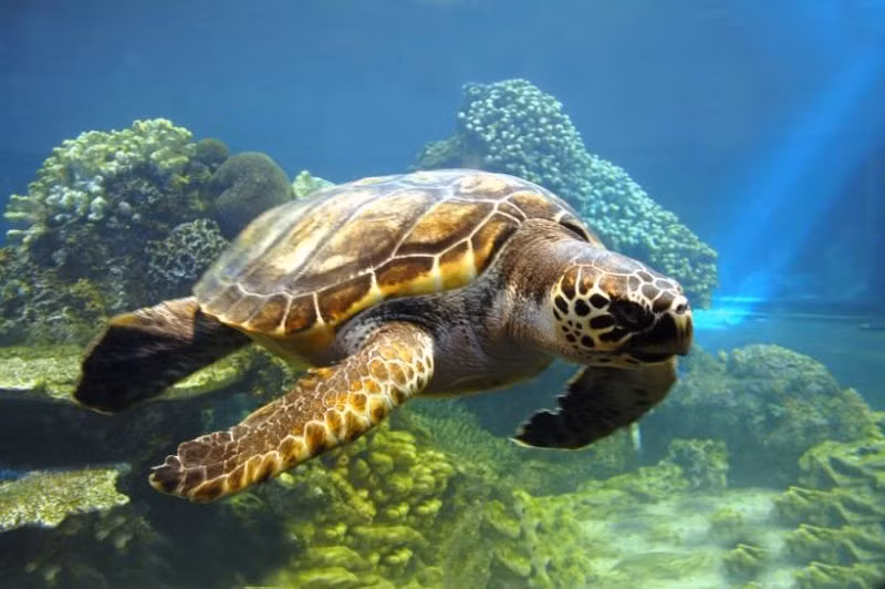 Lancement d'un plan de sensibilisation sur les tortues marines ảnh 1