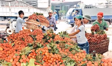 Lier la production agricole pour gagner des parts de marché ảnh 1 Lier la production agricole pour gagner des parts de marché ảnh 1