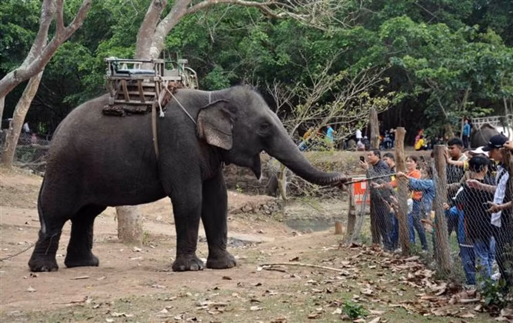 La première destination touristique à arrêter le service de balade à dos d’éléphant ảnh 1