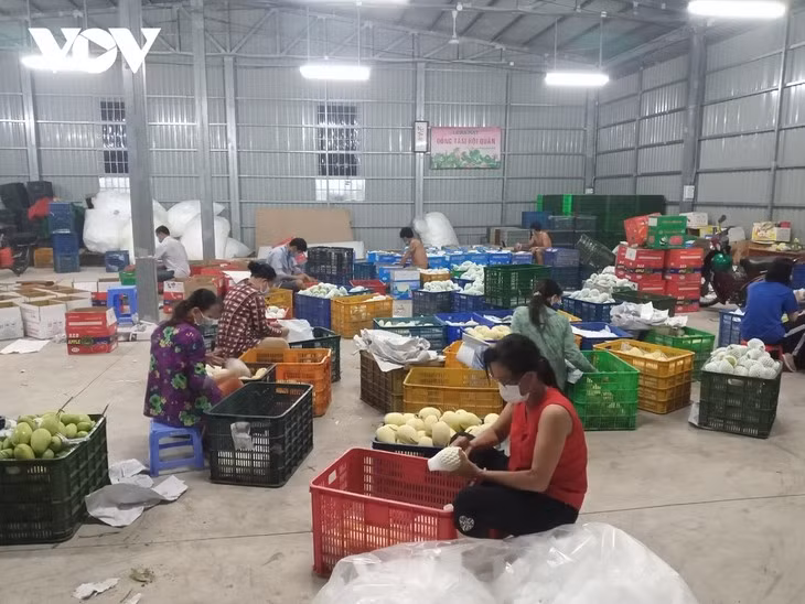 Dông Thap mise sur l’exportation de ses mangues ảnh 2