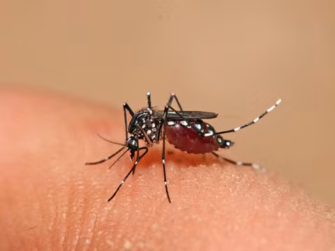 La Thaïlande fait face au risque d'épidémie de dengue au Nord-Est ảnh 1
