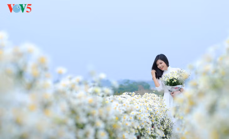 Le retour attendu de la saison des fleurs d’échinacée blanche à Hanoi ảnh 2