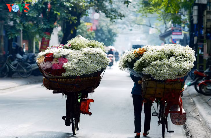 Le retour attendu de la saison des fleurs d’échinacée blanche à Hanoi ảnh 4