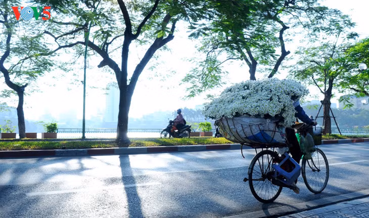 Le retour attendu de la saison des fleurs d’échinacée blanche à Hanoi ảnh 3
