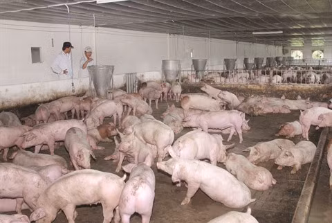 L’émergence du secteur de l’énergie biomasse au Vietnam ảnh 1