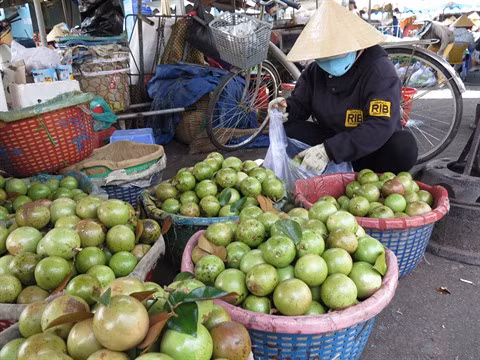 Aménagement de plantations de pommes de lait Lo Rèn pour l’exportation ảnh 1
