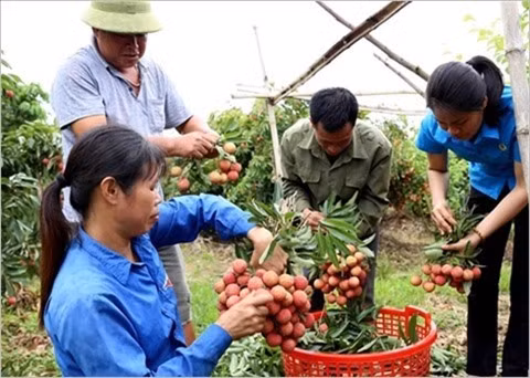 Des opportunités à saisir pour les exportateurs de fruits ảnh 2