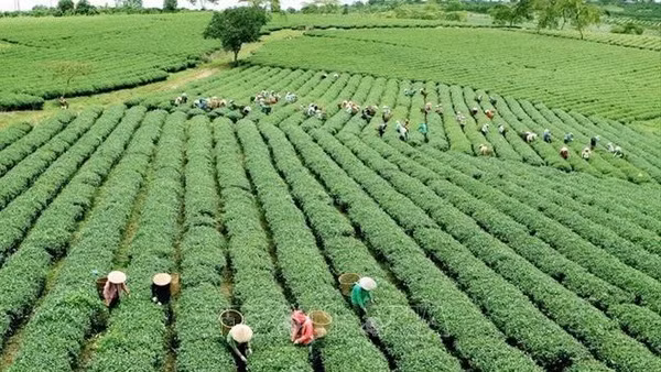 Agriculture verte : un voyage pour réduire « l'empreinte carbone » ảnh 1
