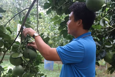 Des opportunités à saisir pour les exportateurs de fruits ảnh 1