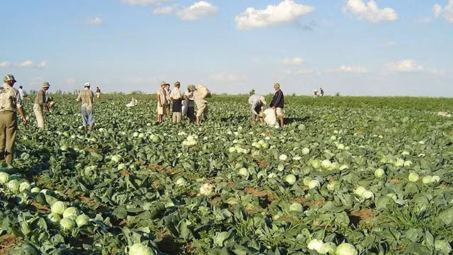 Des propriétaires agricoles vietnamiens en Russie ảnh 1