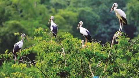 Le jardin aux aigrettes de Bang Lang à Cân Tho ảnh 1 Le jardin aux aigrettes de Bang Lang à Cân Tho ảnh 1
