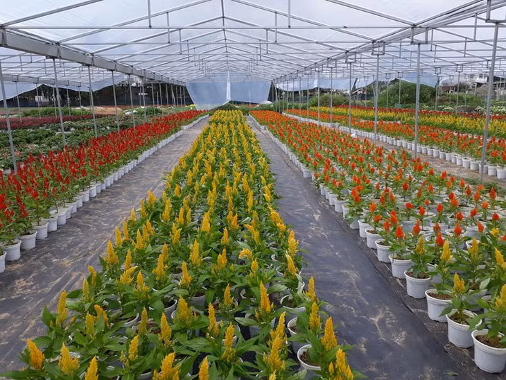À la découverte des villages horticoles à l’approche du Têt ảnh 1 À la découverte des villages horticoles à l’approche du Têt ảnh 1