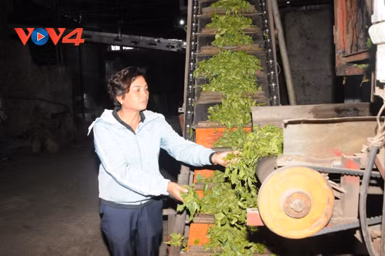 Nguyên Thi Binh, la milliardaire au col Pha Din ảnh 1