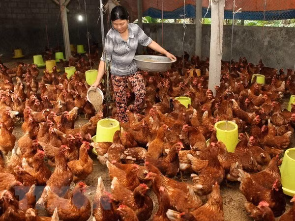 Hanoï répond à la demande en termes de viande de volaille ảnh 1